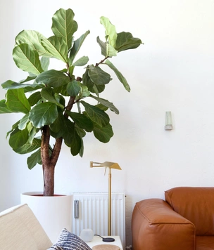 Топ-5 комнатных растений, лучше всего поглощающих влагу