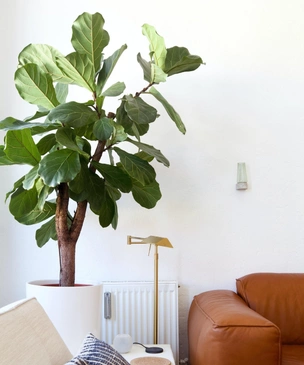 Топ-5 комнатных растений, лучше всего поглощающих влагу