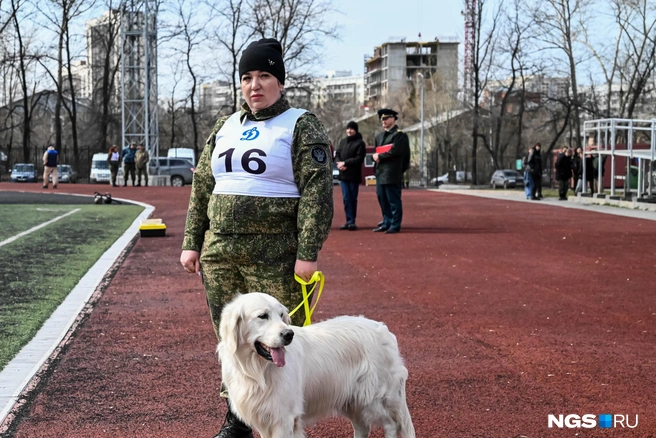 Служебные собаки продемонстрировали послушание | Источник: Ева Михалевская / NGS.RU