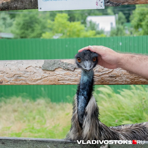 Источник: Елена Буйвол / VLADIVOSTOK1.RU
