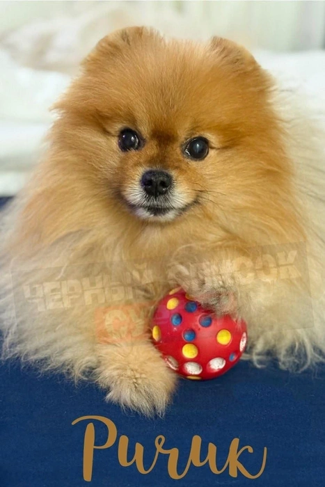 Хозяйка Анастасия тяжело переживает утрату хвостатого друга | Источник: «Черный список Сургут| Отзывы» / Vk.com