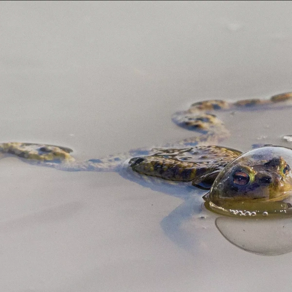 Источник: Eberhard Ehmke / Comedy Wildlife Photography Awards 2024
