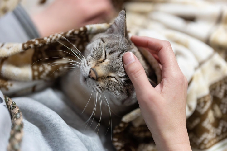 Кошки, в отличие от собак, могут усиливать стресс | Источник: rai106/Shutterstock/Fotodom.ru