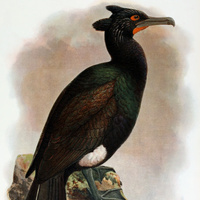 Черная книга России: 5 уникальных животных, когда-то обитавших на территории нашей страны