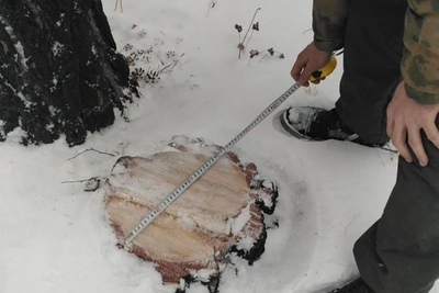 В Забайкалье за неделю выявили 17 случаев незаконной рубки