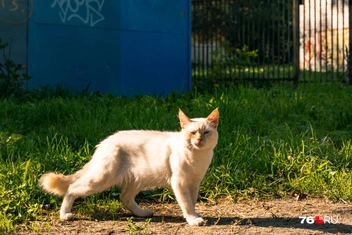 Который на «кыс-кыс» резко обратил внимание на фотографа | Источник: Кирилл Поверинов / 76.RU