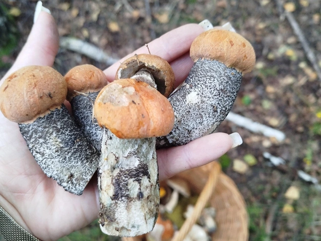 Источник: Мария Курская / Грибы в Подмосковье 2025 / VK.com