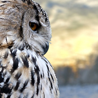 Аватарка olechka_23_03