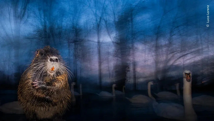 Неожиданные ракурсы: фотографии победителей и призеров конкурса Wildlife Photographer of the Year | mydecor.ru