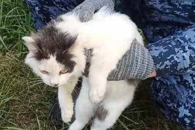 Cat drug courier detained at Nizhny Novgorod prison