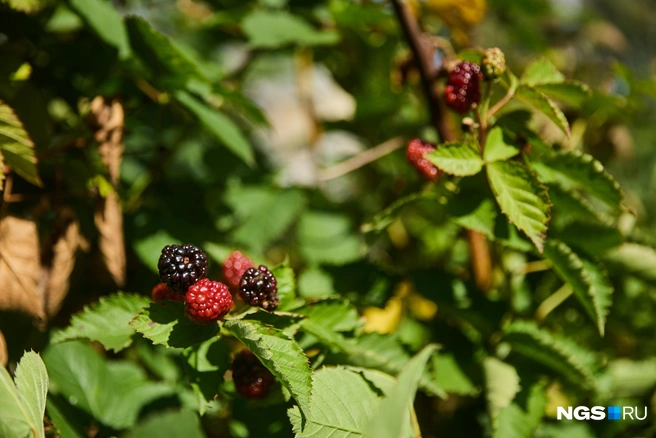Для выращивания ежевики нужно будет установить шпалеру | Источник: Александр Ощепков / NGS.RU