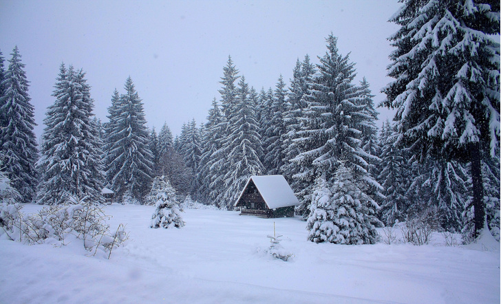 «Только что из лесу или с метели»: как ель стала неотъемлемой частью зимних праздников