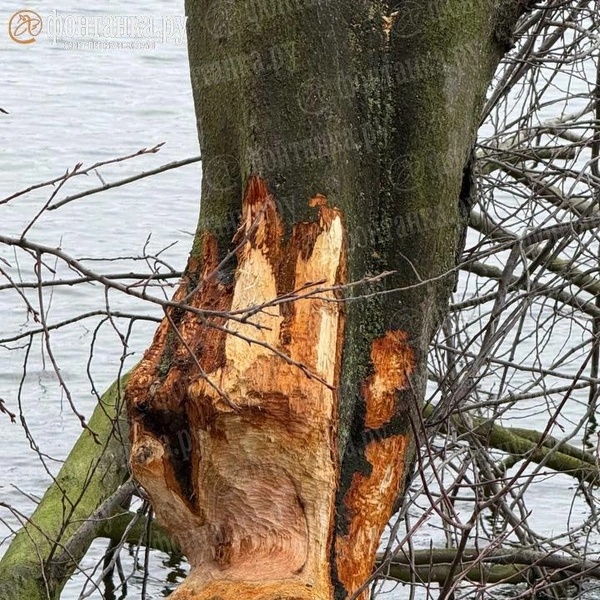 Источник: читатель «Фонтанки»