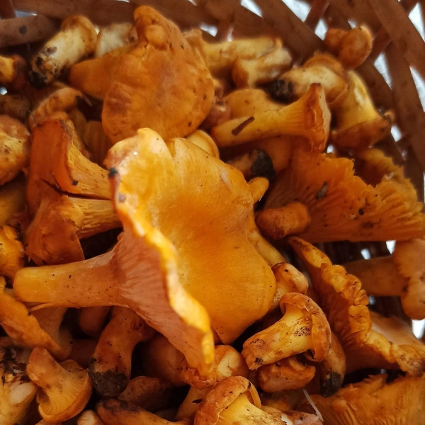 Источник: Михаил Кононов / «Уральский яжегрибник» / Vk.com