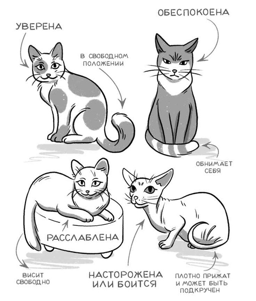 Как понять кошку: 6 безошибочных сигналов ее хвоста