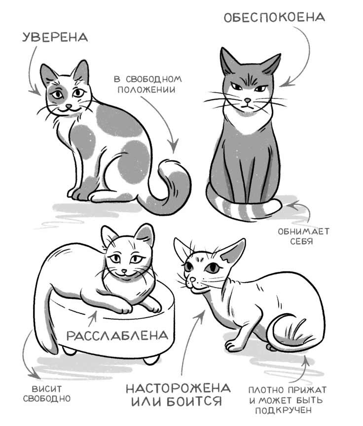 Как понять кошку: 6 безошибочных сигналов ее хвоста | Вокруг Света