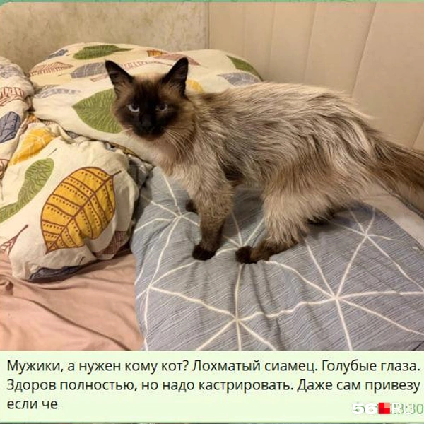 Даже в чат курьеров написал | Источник: Скрин с переписок корреспондента 56.RU