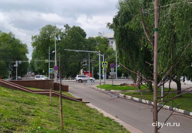 Одной из возможных причин гибели саженцев могло стать повреждение стволов при покосе травы | Источник: www.city-n.ru