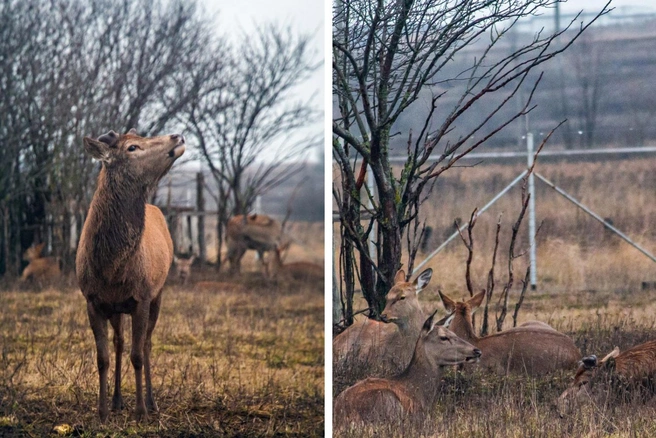 В сентябре олень Степан стал отцом | Источник: «„Олений Остров“ зоопарк Саратов — Татищево» / Telegram
