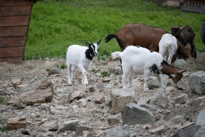 Ворона прокатилась на козе по Владивостоку