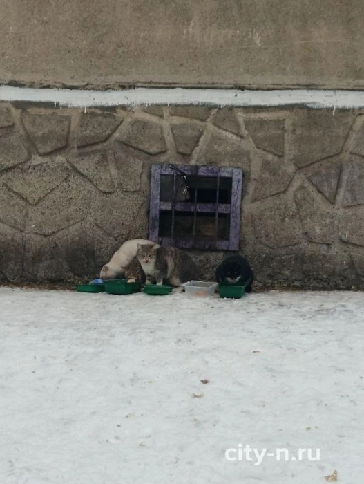Источник: city-n.ru