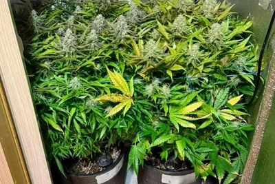 Sochi Resident Faces 20-Year Term for Cannabis Plants