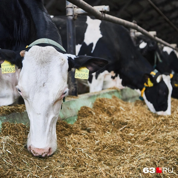 Источник: Роман Данилкин / 63.RU