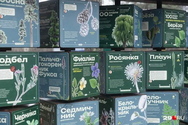 Источник: Иван Митюшёв / 29.RU