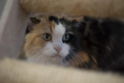 Шипучке, кошке из Перми, ищут дом