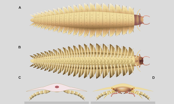 Голову гигантской многоножки нашли 170 лет спустя: посмотрите, как выглядела 2,6-метровая антроплевра
