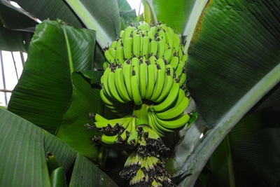 Бананы в России: зачем выращивать экзотику?
