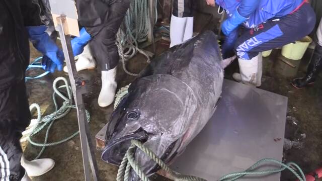 В Японии продали тунца за 1,8 млн долларов