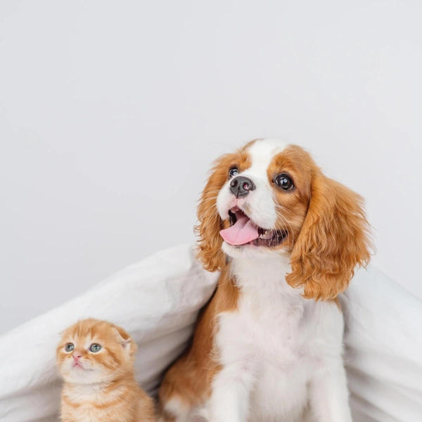 Источник: Shutterstock/Fotodom.ru