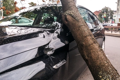 Воронежская управа заплатит за упавшее дерево