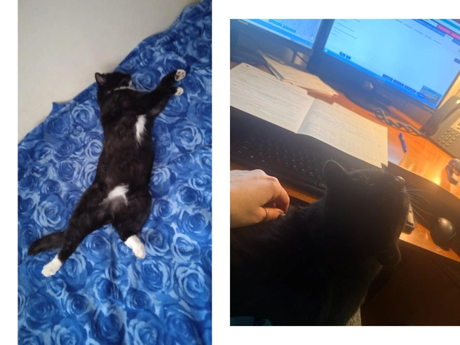 Кот откликается на два имени | Источник: пресс-служба Минздрава Новосибирской области