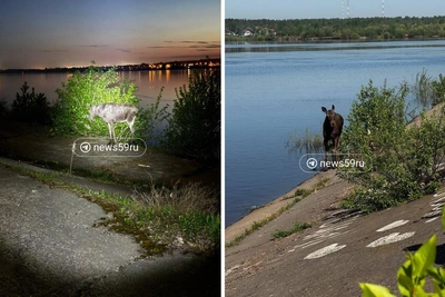 В Перми спасают молодого лося у набережной