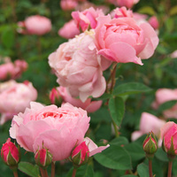 Аватарка Rose