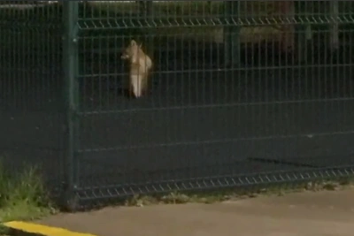 Fox cub dashes into Ufa courtyard