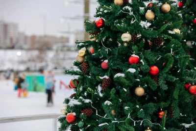 Как выбрать новогоднюю елку: инструкция от Роспотребнадзора