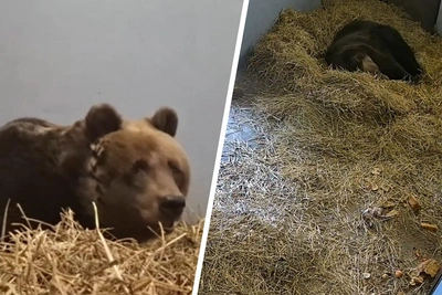 Медведи Пермского зоопарка засыпают на зиму