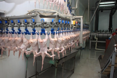 В продукции зауральского производителя курицы нашли опасную болезнь