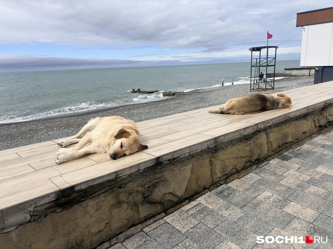 Счастливые сочинские песики  | Источник: Анна Грицевич / SOCHI1.RU