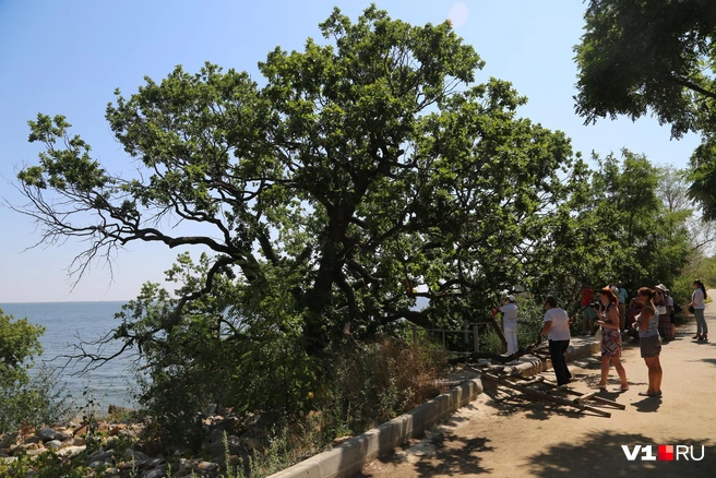 Дубовский дуб считается одним из старейших в регионе | Источник: Константин Завриков / V1.RU