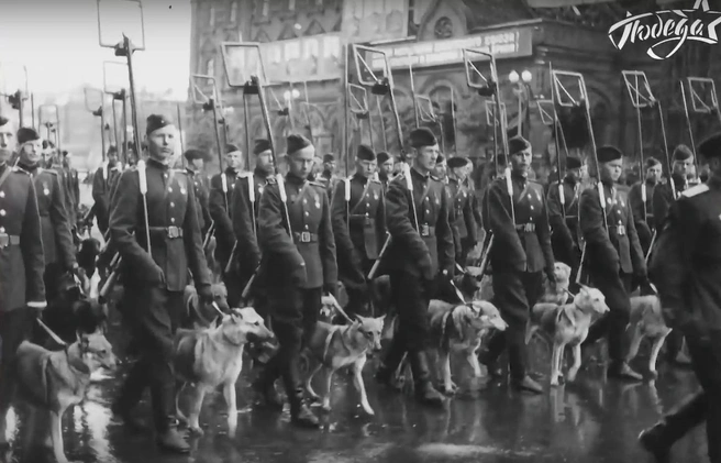 Псы войны. Как советские собаки приближали Победу | Источник: скриншот видео / vkvideo.ru