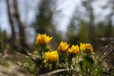 Жара до +26 и дожди: погода на майские в Омске