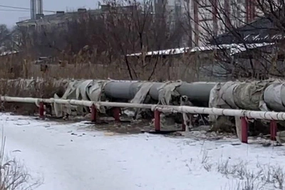 Стая собак напала на прохожего в Волгограде