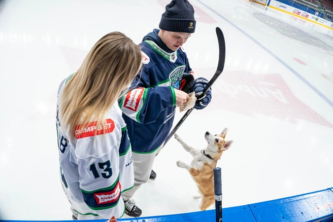 Любовь и песики. Хоккеист команды «Югра» сделал предложение своей девушке прямо на льду — видео | Источник: ХК «Югра» / Vk.com