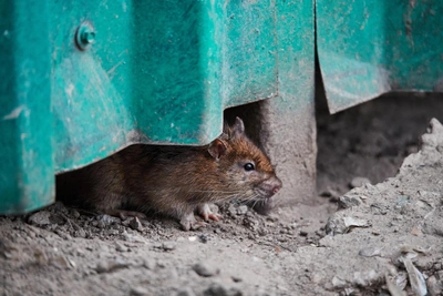 Крысы прогрызают мусорные баки в Волгограде, жители жалуются