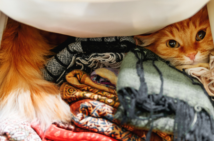 Почему кошки любят забираться в шкафы и ящики