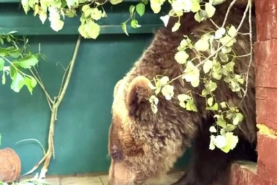Спасённая медведица Майя сделала первые шаги к выздоровлению